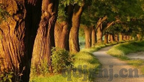 糖心直播免费版app下载-跃动于潮流的风向，解锁糖心直播免费版APP的精彩之旅